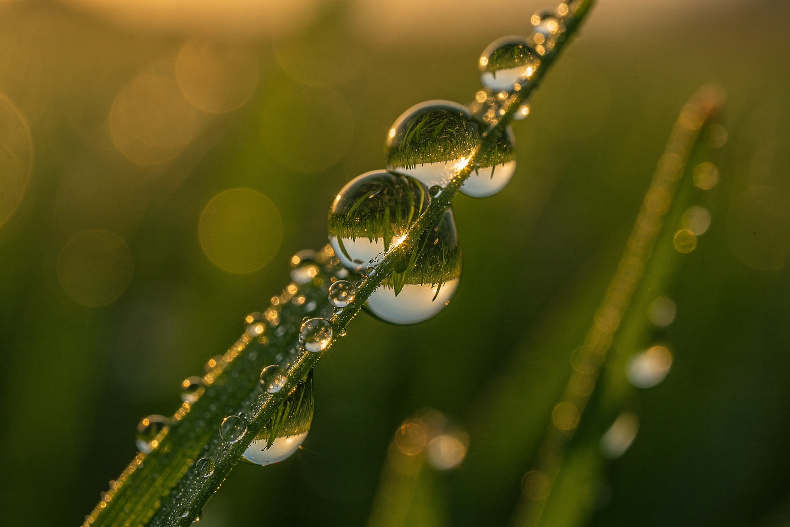 Fresh morning dew on a well-maintained lawn